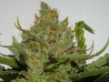 FASTBUDS - Green Crack Auto