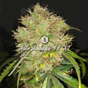 Big Seedbank - Amnesia 47 XL Auto