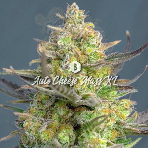 Big Seedbank - Cheese Mass XL Auto