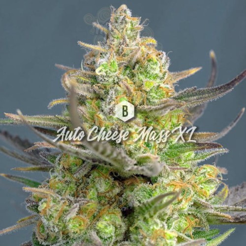 Big Seedbank - Cheese Mass XL Auto