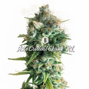 Big Seedbank - Critical Skunk XL Auto