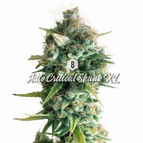 Big Seedbank - Critical Skunk XL Auto