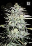 BULK SEED BANK - Mazar Extra