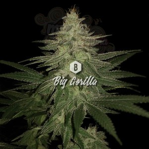 Big Seedbank - Big Gorilla