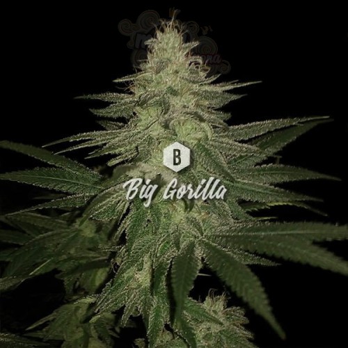 Big Seedbank - Big Gorilla