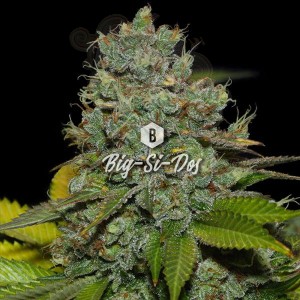 Big Seedbank - Big-Si-Dos