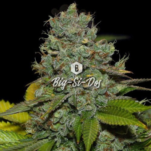 Big Seedbank - Big-Si-Dos