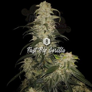 Big Seedbank - Fast Big Gorilla