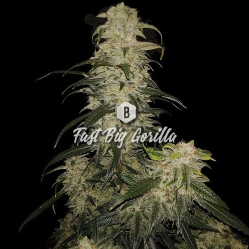 Big Seedbank - Fast Big Gorilla