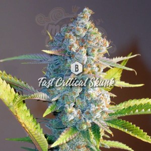 Big Seedbank - Fast OG Kush