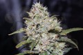 FASTBUDS - Gorilla Glue Auto