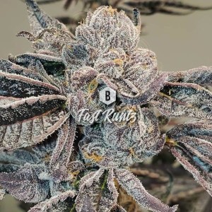 Big Seedbank - Fast Runtz