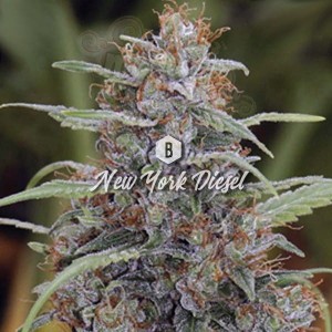 Big Seedbank - New York Diesel