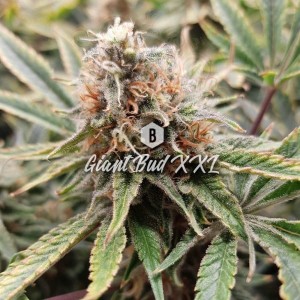 Big Seedbank - Giant Bud XXL