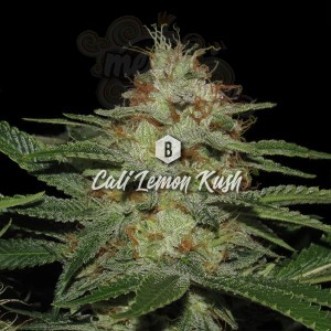 Big Seedbank - Cali Lemon Kush