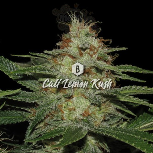 Big Seedbank - Cali Lemon Kush