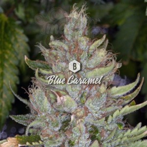 Big Seedbank - Blue Caramel