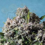 Big Seedbank - Blue Caramel Auto