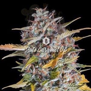 Big Seedbank - Caramel OG Auto