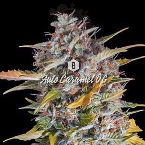Big Seedbank - Caramel OG Auto