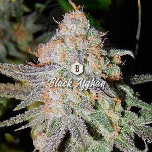 Big Seedbank - Black Afghan