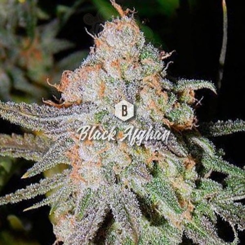 Big Seedbank - Black Afghan