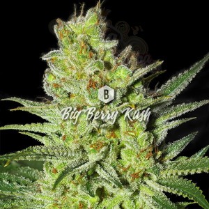 Big Seedbank - Big Berry Kush