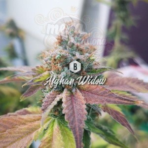 Big Seedbank - Afghan Widow
