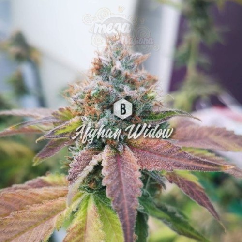 Big Seedbank - Afghan Widow