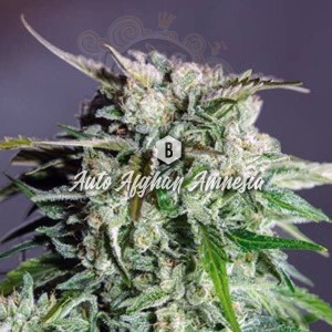 Big Seedbank - Afghan Amnesia Auto
