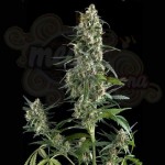 PYRAMID SEEDS - Auto Amnesia Gold