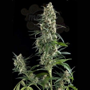 PYRAMID SEEDS - Auto Amnesia Gold