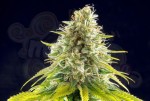 KANNABIA SEED - Mataro Blue