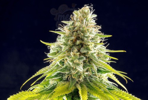 KANNABIA SEED - Mataro Blue