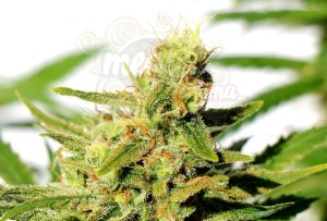 KANNABIA SEED - BCN Diesel CBD