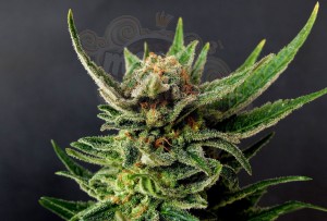 Kannabia Seed - Gypsy Kush