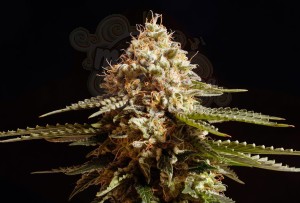 KANNABIA SEED - La Blanca