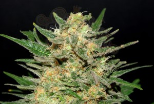KANNABIA SEED - Thai Fantasy