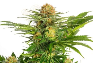 KANNABIA SEED - White Domina