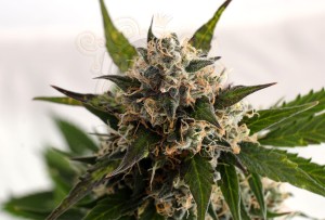 KANNABIA SEED - Kickass Auto (B. Lee Auto)