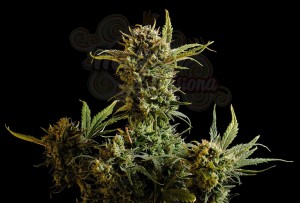 KANNABIA SEED - Gnomo Auto