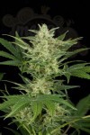 Critical Auto
