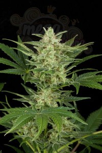 Critical Auto