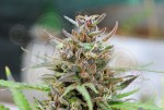 KANNABIA SEED - Baby Boom Auto