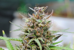 KANNABIA SEED - Baby Boom Auto