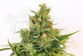 KANNABIA SEED - Amnesi-K Lemon