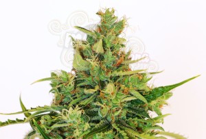 KANNABIA SEED - Karibbean Mango (Karibena)