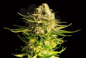 KANNABIA SEED - Indica Cream (Kreamy Karamel)
