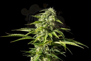 Kannabia Seed - Big Bull