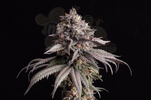 Kannabia Seed - Gelato-K